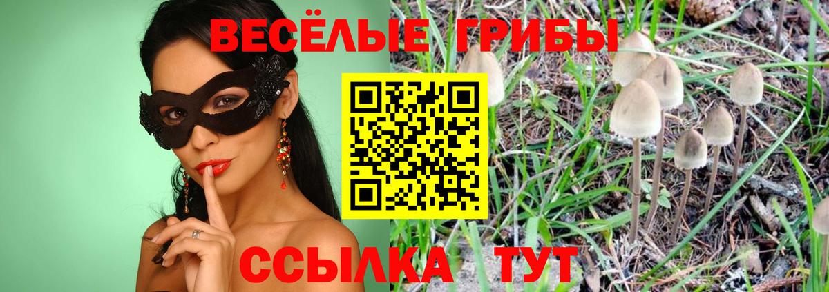 Сегежа  Псилоцибиновые грибы Psilocybe  Вход с VPN 